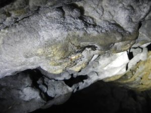 Spinne voller kleiner Wassertropfen an der Höhlendecke
